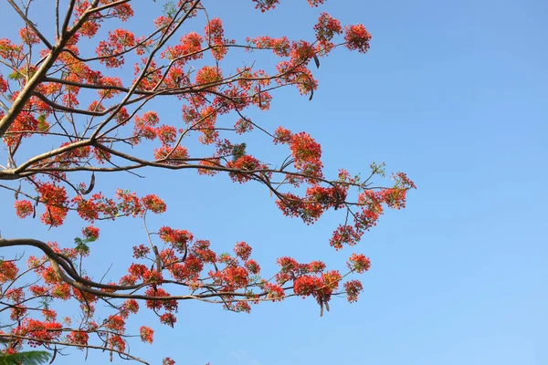 stock image close up a beautiful red barbados pride ,Red Bird, peacock Flower caesalpinia pulcherrima (l.) blooming flowers on tree and blue sky