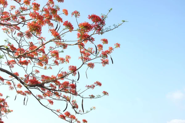 Fechar Belo Orgulho Barbados Vermelho Red Bird Pavão Flor Caesalpinia — Fotografia de Stock