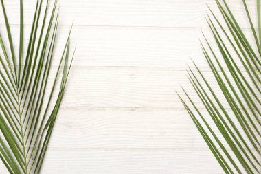 bir dallar yeşil palmiye yaprakları beyaz bir arkaplan üzerinde kopyalanır. Web tasarımı veya duvar kağıdı için kullanılır.
