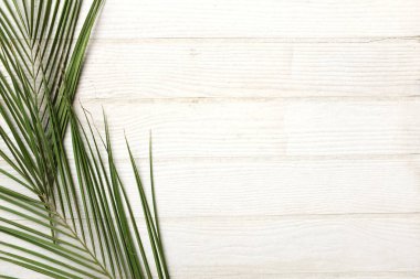 bir dallar yeşil palmiye yaprakları beyaz bir arkaplan üzerinde kopyalanır. Web tasarımı veya duvar kağıdı için kullanılır.