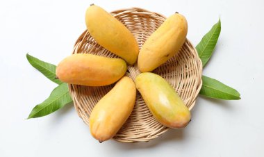 İştah açıcı sarı mango Mahachanok Mango (Mangifera indica L) hasır sepetin içinde beyaz arka planda izole edilmiş yapraklar. Tayland 'ın sağlıklı meyvesi. Yaz meyvesi.