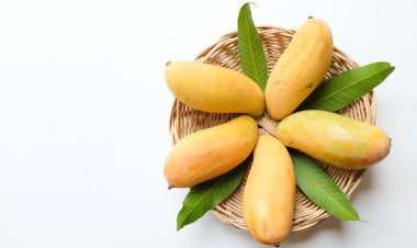 İştah açıcı sarı mango Mahachanok Mango (Mangifera indica L) hasır sepetin içinde beyaz arka planda izole edilmiş yapraklar. Tayland 'ın sağlıklı meyvesi. Yaz meyvesi.