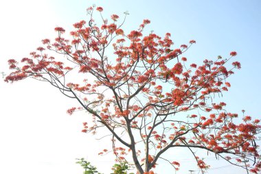 Güzel kırmızı barbados gururunu kapat, Kızıl Kuş, tavus kuşu, çiçek kaesalpinya pulcherrima (l) ağaçta ve mavi gökyüzünde açan çiçekler