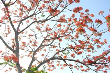 Güzel kırmızı barbados gururunu kapat, Kızıl Kuş, tavus kuşu, çiçek kaesalpinya pulcherrima (l) ağaçta ve mavi gökyüzünde açan çiçekler