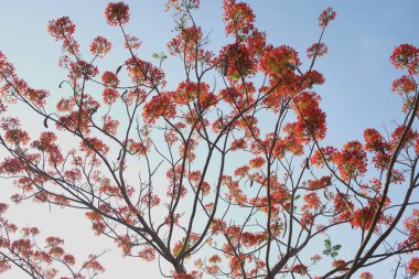 Güzel kırmızı barbados gururunu kapat, Kızıl Kuş, tavus kuşu, çiçek kaesalpinya pulcherrima (l) ağaçta ve mavi gökyüzünde açan çiçekler