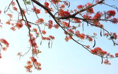 Güzel kırmızı barbados gururunu kapat, Kızıl Kuş, tavus kuşu, çiçek kaesalpinya pulcherrima (l) ağaçta ve mavi gökyüzünde açan çiçekler