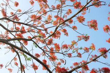 Güzel kırmızı barbados gururunu kapat, Kızıl Kuş, tavus kuşu, çiçek kaesalpinya pulcherrima (l) ağaçta ve mavi gökyüzünde açan çiçekler