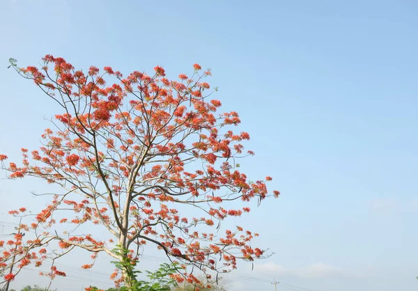 Närbild Vacker Röd Barbados Stolthet Röd Fågel Påfågel Blomma Caesalpinia — Stockfoto
