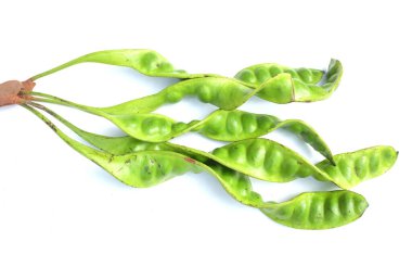 Acı fasulye, bükülmüş fasulye, pis kokulu fasulye, sato, petai veya pakria, (parkia speciosa) beyaz bir arkaplanda yemek pişirmeye hazırlan. Tayland ve Asya malzemeleri için bitkiler 