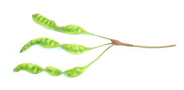 Acı fasulye, bükülmüş fasulye, pis kokulu fasulye, sato, petai veya pakria, (parkia speciosa) beyaz bir arkaplanda yemek pişirmeye hazırlan. Tayland ve Asya malzemeleri için bitkiler 