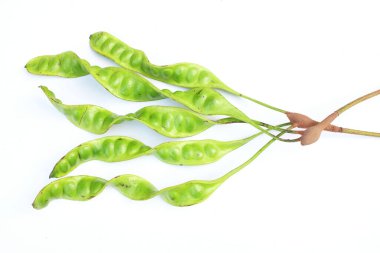 Acı fasulye, bükülmüş fasulye, pis kokulu fasulye, sato, petai veya pakria, (parkia speciosa) beyaz bir arkaplanda yemek pişirmeye hazırlan. Tayland ve Asya malzemeleri için bitkiler 