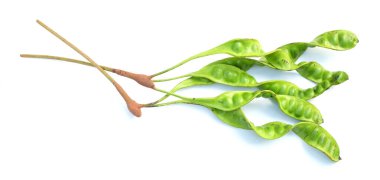 Acı fasulye, bükülmüş fasulye, pis kokulu fasulye, sato, petai veya pakria, (parkia speciosa) beyaz bir arkaplanda yemek pişirmeye hazırlan. Tayland ve Asya malzemeleri için bitkiler 