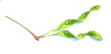 Acı fasulye, bükülmüş fasulye, pis kokulu fasulye, sato, petai veya pakria, (parkia speciosa) beyaz bir arkaplanda yemek pişirmeye hazırlan. Tayland ve Asya malzemeleri için bitkiler 