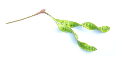 Acı fasulye, bükülmüş fasulye, pis kokulu fasulye, sato, petai veya pakria, (parkia speciosa) beyaz bir arkaplanda yemek pişirmeye hazırlan. Tayland ve Asya malzemeleri için bitkiler 