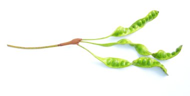 Acı fasulye, bükülmüş fasulye, pis kokulu fasulye, sato, petai veya pakria, (parkia speciosa) beyaz bir arkaplanda yemek pişirmeye hazırlan. Tayland ve Asya malzemeleri için bitkiler 