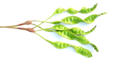 Acı fasulye, bükülmüş fasulye, pis kokulu fasulye, sato, petai veya pakria, (parkia speciosa) beyaz bir arkaplanda yemek pişirmeye hazırlan. Tayland ve Asya malzemeleri için bitkiler 