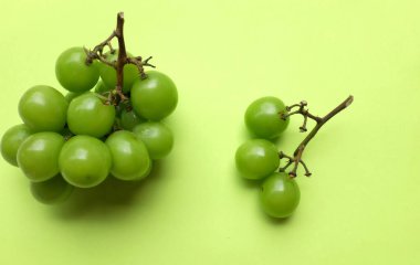 Bir demet taze yeşil parlak muscat (vitis vinifera) üzüm ve yaprak yeşil arka planda izole edilir. Japon üzümleri. Üzüm yeşili. Tatlı ve doğal.