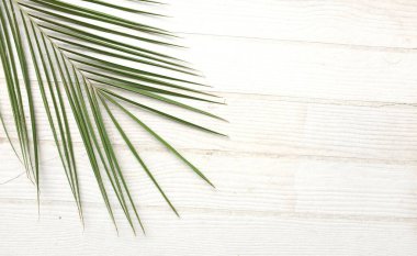 tropikal palmiye yaprağı ve hindistan cevizi yaprağı beyaz arka planda izole edilmiştir. ummer konsept, egzotik doğa kartı ya da çerçeve düz yazı için çerçeve, üst görünüm