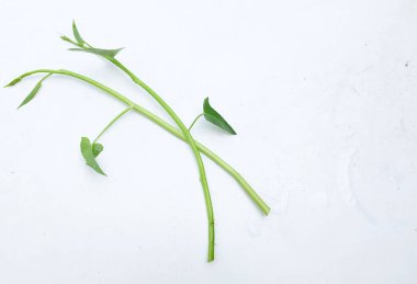 Taze yeşil RAW Su Ispanağı, bataklık lahanası, sabah zaferi, Kangkung (Ipomoea cairica (L.)) beyaz bir arkaplanda izole edilir. Ev yapımı tropikal Asya sebzesi