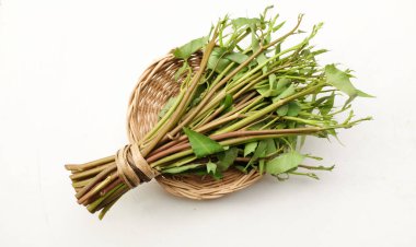 Bir demet taze yeşil organik su ıspanağı, su konvolvulusu, sepetin içinde sabah sebzesi beyaz arka planda izole edilmiş. Besin ve vitamin dolu sebze 