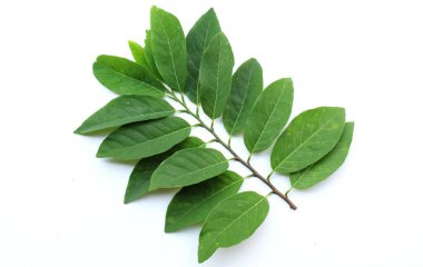 Taze yeşil yapraklı muhallebi elması, elma şekeri, anona cherimola (annona squamosa l.) beyaz bir arkaplanda izole edilmiştir. Tropikal egzotik meyve ve sağlıklı meyve