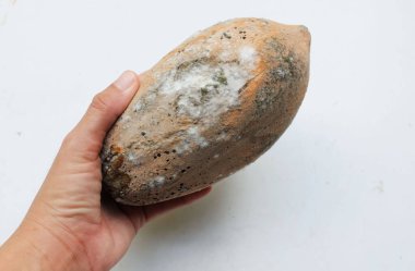 Çürümüş papaya, mantarların neden olduğu Papaya meyve çürümesi hastalığının beyaz zemininde istenmeyen bir kalıba sahiptir. Buna 