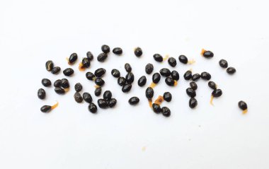 Olgun papaya tohumları beyaz bir zeminde izole edilmiş.