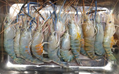 Taze çiğ karides, karides, dev tatlı su karidesi, tatlı su karidesi, dev nehir karidesi (Macrobrachium rosenbergii), alüminyum havzada deniz ürünleri pişirmek için. Beyaz arkaplanda izole edilmiş