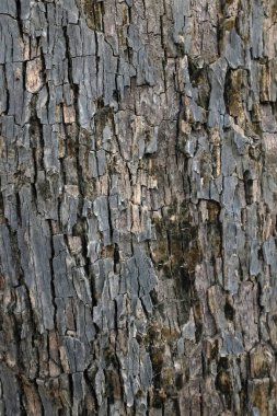 Ağaç kabuğunun kahverengi kabuğunun rahatlatıcı dokusu bir ağaç kabuğunun yatay fotoğrafı. Yaratıcı doku havlaması. Kahverengi ışık ağacı kabuğu. duvar kağıtları ve arkaplanlar için desenli güzel soyut yüzey