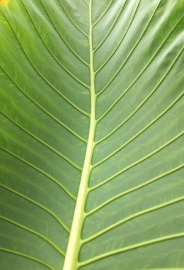 Fil kulağı (Alocasia makro orrhizos (L.) G.Don, Fil kulağı, Dev taro, Ape, Kulak Fili, Dev alocasia, Pai yaprağı textu