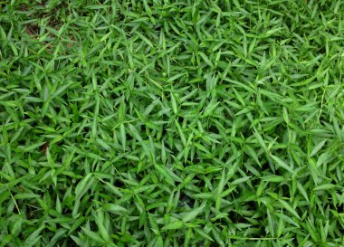 Üst ve düz bir çim dokusu, yaz bahçesi şablonu, gerçekçi çimen arka planı, taze çimen halısı, arkaplan için yeşil alan duvar kağıdı ve ağ tasarımı ya da reklam ağları için boş alan