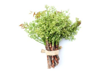 Taze çiğ bir Şifalı Neem çiçeği ve yaprakları veya, Siyam, Neem, Neem ağacı, Nim, Margosa, Quinine, (Azadirachta indica) beyaz bir arkaplanda izole edilir. Sağlıklı sebzeler, gıda malzemeleri ve bitkisel malzemeler