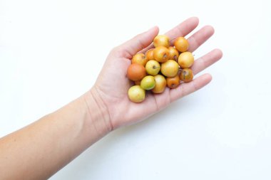 Birkaç küçük jube (Ziziphus mauritiana Lam), jujujube, Chinese jube, Indian jujube. Bu doğal bir jujube ve çok lezzetli bir tadı var.