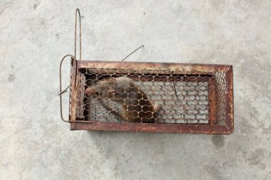 Fare fare kapanı ya da fare kapanı ya da eski fare kapanı, çimento arka planı, pis sıçan hastalığı insanlara bulaştırıyor. Mesela Leptospirosis, Veba. Bir fareyi kontrol eden kafes, özgür olmaya çalışır.