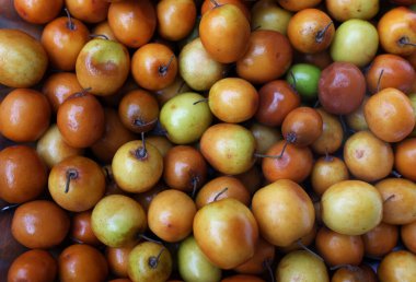 Birkaç küçük jujube (Ziziphus mauritiana Lam), jujube, Chinese jujujujube, Indian jujujube kapatılıyor.. 