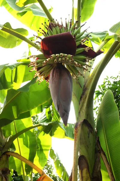 picture of close up a bunch of unripebanana blossom hanging on a banana tree fresh raw organic green bananas in the garden on the banana tree agriculture plantation in thailand summer fruit