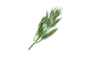  Taze yeşil Dill filizi, (Anethum Graveolens) sebze rezene dalı, bitki dalı, kokulu dereotu dalı beyaz bir arka damlada yalıtılır. Sağlıklı beslenme ve diyet yapan gıdalar tat veren bitki konsepti