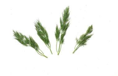  Taze yeşil Dill filizi, (Anethum Graveolens) sebze rezene dalı, bitki dalı, kokulu dereotu dalı beyaz bir arka damlada yalıtılır. Sağlıklı beslenme ve diyet yapan gıdalar tat veren bitki konsepti