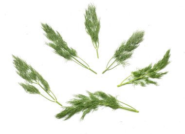  Taze yeşil Dill filizi, (Anethum Graveolens) sebze rezene dalı, bitki dalı, kokulu dereotu dalı beyaz bir arka damlada yalıtılır. Sağlıklı beslenme ve diyet yapan gıdalar tat veren bitki konsepti