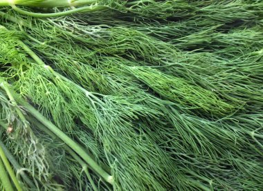  Taze yeşil Dill filizi, (Anethum Graveolens) sebze rezene dalı, bitki dalı, kokulu dereotu dalı beyaz bir arka damlada yalıtılır. Sağlıklı beslenme ve diyet yapan gıdalar tat veren bitki konsepti