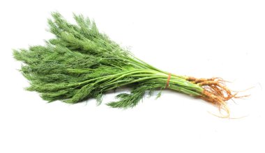  Taze yeşil Dill filizi, (Anethum Graveolens) sebze rezene dalı, bitki dalı, kokulu dereotu dalı beyaz bir arka damlada yalıtılır. Sağlıklı beslenme ve diyet yapan gıdalar tat veren bitki konsepti