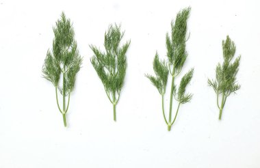  Taze yeşil Dill filizi, (Anethum Graveolens) sebze rezene dalı, bitki dalı, kokulu dereotu dalı beyaz bir arka damlada yalıtılır. Sağlıklı beslenme ve diyet yapan gıdalar tat veren bitki konsepti
