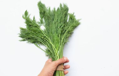  Taze yeşil Dill filizi, (Anethum Graveolens) sebze rezene dalı, bitki dalı, kokulu dereotu dalı beyaz bir sırt damlasında insan. Sağlıklı beslenme, tat veren bitki konsepti