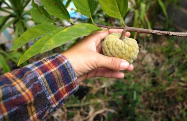 Bahçede taze elma şekeri, kremalı elma, tatlandırıcı, annona (annona squamosa) tutan genç kız.