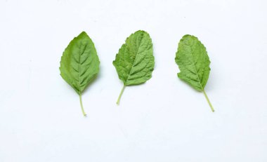 Bir demet taze yeşil fesleğen, kutsal fesleğen, kutsal fesleğen (Ocimum kutsal fesleğen) yaprakları. Beyaz arka planda izole edilmiş yemek için baharatlı bir tadı var. Sebze kavramı ve sağlık için şifalı bitkiler.