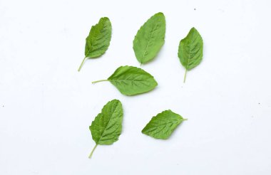 bunch fresh green Sacred basil,Holy basil (Ocimum sanctum) leaves It has a spicy taste for Cooking isolated on white backdrop.Concept of vegetables and herbs for health clipart