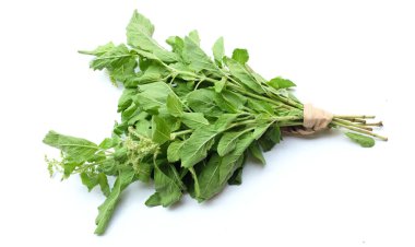 Bir demet taze yeşil fesleğen, kutsal fesleğen, kutsal fesleğen (Ocimum kutsal fesleğen) yaprakları. Beyaz arka planda izole edilmiş yemek için baharatlı bir tadı var. Sebze kavramı ve sağlık için şifalı bitkiler.