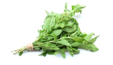 Bir demet taze yeşil fesleğen, kutsal fesleğen, kutsal fesleğen (Ocimum kutsal fesleğen) yaprakları. Beyaz arka planda izole edilmiş yemek için baharatlı bir tadı var. Sebze kavramı ve sağlık için şifalı bitkiler.