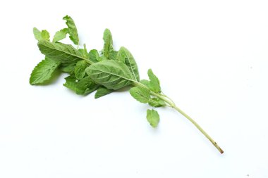 Bir demet taze yeşil fesleğen, kutsal fesleğen, kutsal fesleğen (Ocimum kutsal fesleğen) yaprakları. Beyaz arka planda izole edilmiş yemek için baharatlı bir tadı var. Sebze kavramı ve sağlık için şifalı bitkiler.