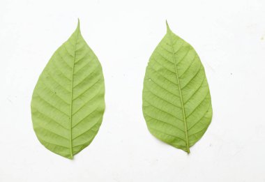 Taze yeşil bir Avokado yaprağı ya da beyaz bir arka planda izole edilmiş avokado bitkisi. Avokado yapraklarının böbrek taşlarının üstesinden gelmek için sağlık faydaları vardır. Yüksek tansiyonun üstesinden gelmek sırt ağrısını ve daha birçok şeyi hafifletir.